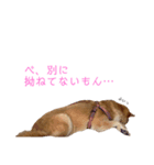柴犬 なっぺ（個別スタンプ：3）