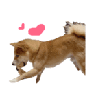 柴犬 なっぺ（個別スタンプ：4）