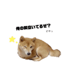 柴犬 なっぺ（個別スタンプ：5）