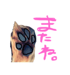 柴犬 なっぺ（個別スタンプ：7）