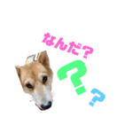 柴犬 なっぺ（個別スタンプ：8）