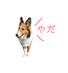 シェルティのニコニコスタンプ（個別スタンプ：8）