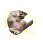 シェルティのニコニコスタンプ（個別スタンプ：11）