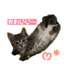 おーちゃんの毎日♡（個別スタンプ：23）