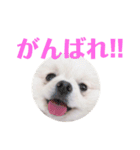 ポメラニアンのぽんき君Part2（個別スタンプ：8）