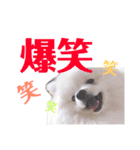 ポメラニアンのぽんき君Part2（個別スタンプ：10）