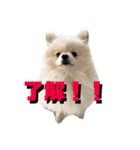 ポメラニアンのぽんき君Part2（個別スタンプ：13）
