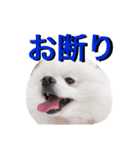 ポメラニアンのぽんき君Part2（個別スタンプ：14）