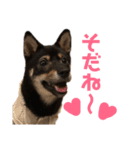 豆柴うにちゃん（個別スタンプ：5）