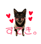 豆柴うにちゃん（個別スタンプ：7）