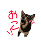 豆柴うにちゃん（個別スタンプ：8）