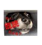 豆柴うにちゃん（個別スタンプ：9）