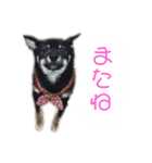 豆柴うにちゃん（個別スタンプ：16）