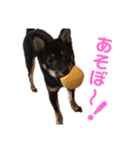 豆柴うにちゃん（個別スタンプ：17）