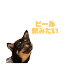 豆柴うにちゃん（個別スタンプ：28）