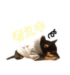 豆柴うにちゃん（個別スタンプ：38）