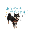 柴犬さち・パピヨンはる（個別スタンプ：1）