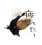 柴犬さち・パピヨンはる（個別スタンプ：2）