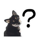 柴犬さち・パピヨンはる（個別スタンプ：3）