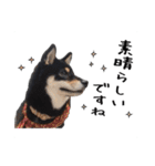 柴犬さち・パピヨンはる（個別スタンプ：4）