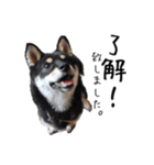 柴犬さち・パピヨンはる（個別スタンプ：5）
