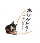 柴犬さち・パピヨンはる（個別スタンプ：6）