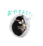 柴犬さち・パピヨンはる（個別スタンプ：7）