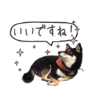 柴犬さち・パピヨンはる（個別スタンプ：8）