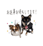 柴犬さち・パピヨンはる（個別スタンプ：9）