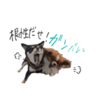 柴犬さち・パピヨンはる（個別スタンプ：10）
