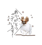 柴犬さち・パピヨンはる（個別スタンプ：11）