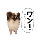 柴犬さち・パピヨンはる（個別スタンプ：12）