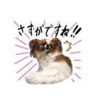 柴犬さち・パピヨンはる（個別スタンプ：13）