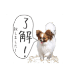柴犬さち・パピヨンはる（個別スタンプ：14）