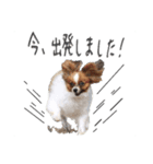 柴犬さち・パピヨンはる（個別スタンプ：15）