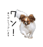 柴犬さち・パピヨンはる（個別スタンプ：16）