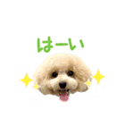 トイプードルのこてつ君と乃愛ちゃん（個別スタンプ：3）
