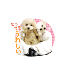 トイプードルのこてつ君と乃愛ちゃん（個別スタンプ：4）