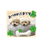 トイプードルのこてつ君と乃愛ちゃん（個別スタンプ：5）