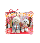 トイプードルのこてつ君と乃愛ちゃん（個別スタンプ：6）