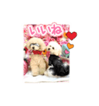 トイプードルのこてつ君と乃愛ちゃん（個別スタンプ：7）