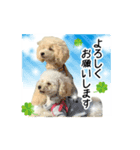 トイプードルのこてつ君と乃愛ちゃん（個別スタンプ：8）