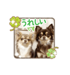チワワのショコラちゃん＆フランちゃん（個別スタンプ：3）