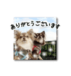 チワワのショコラちゃん＆フランちゃん（個別スタンプ：4）