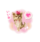 チワワのショコラちゃん＆フランちゃん（個別スタンプ：6）