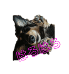 ダックスフンド～ベルゼっ子～（個別スタンプ：2）