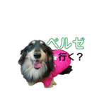ダックスフンド～ベルゼっ子～（個別スタンプ：6）