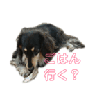 ダックスフンド～ベルゼっ子～（個別スタンプ：7）
