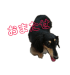 ダックスフンド～ベルゼっ子～（個別スタンプ：11）