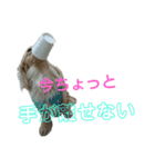 ダックスフンド～ベルゼっ子～（個別スタンプ：12）